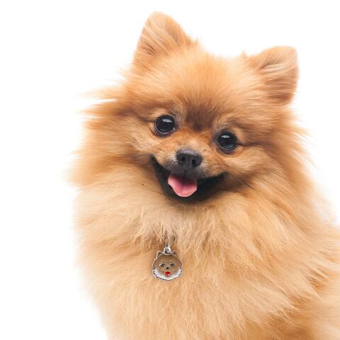 My Family | Hundetegn Pomeranian
