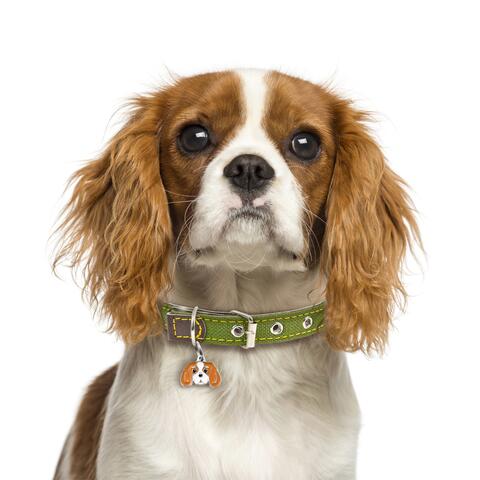 My Family |Hundetegn Cavalier King Charles Spaniel | Blenheim