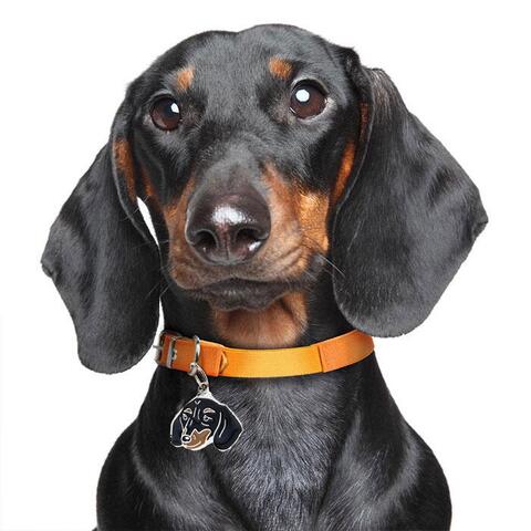 My Family | Hundetegn Gravhund