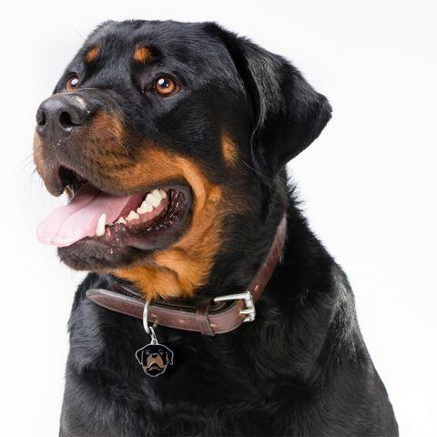 My Family | Hundetegn Rottweiler