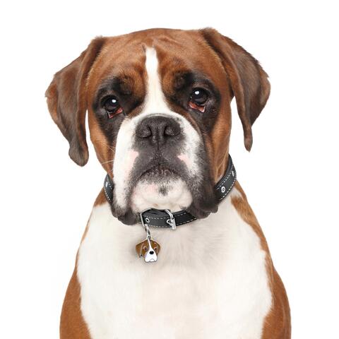 My Family | Hundetegn Boxer