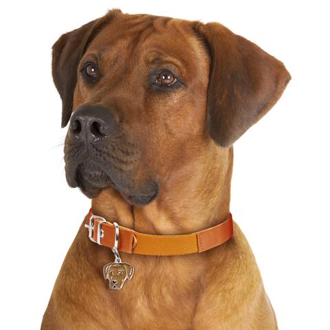 My Family | Hundetegn Rhodesian Ridgeback