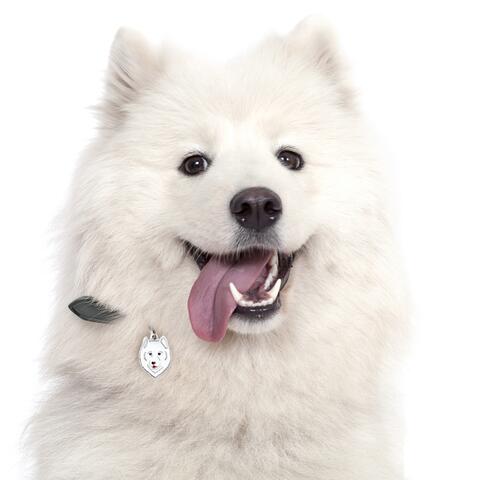 My Family | Hundetegn Samojede