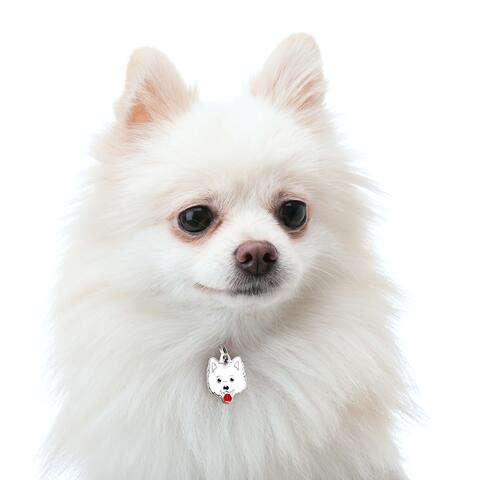 My Family | Hundetegn Italian Spitz