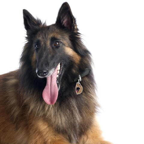 My Family | Hundetegn Belgian Shepherd