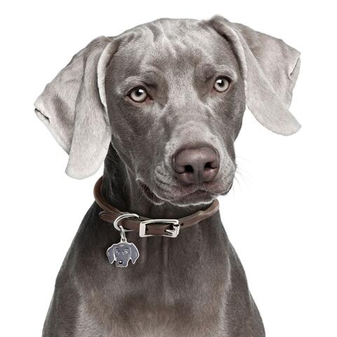 My Family | Hundetegn Weimaraner