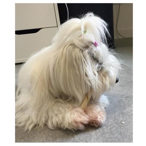 Trixie Dentafun tyggesticks med andefyld | 5 stk