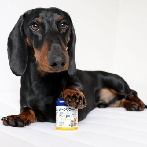 Plaque Off pulver | mod tandsten