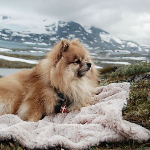 Trixie Cosy hundetæppe