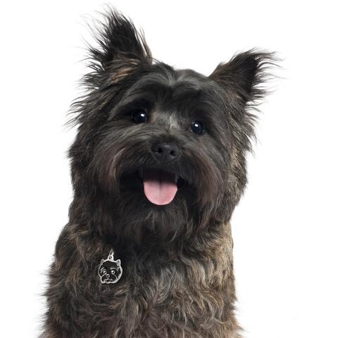 My Family | Hundetegn Cairn Terrier