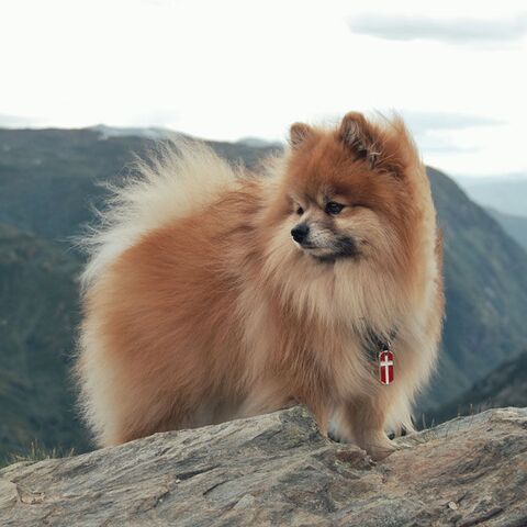 My Family | Hundetegn Dannebrog