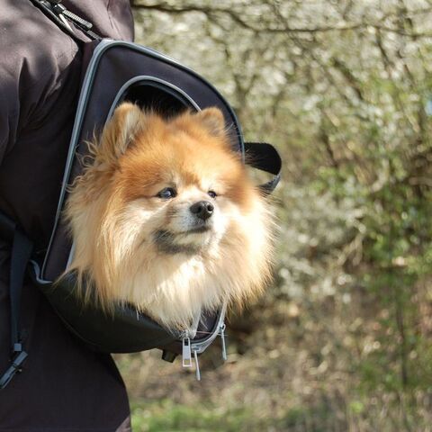 Trixie Connor hunderygsæk