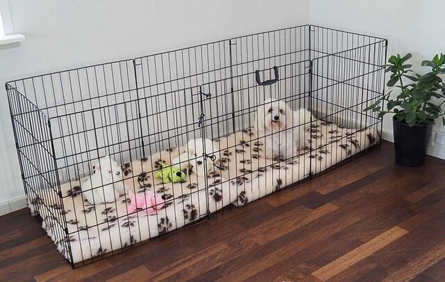 Ollipet hvalpegård | aflang