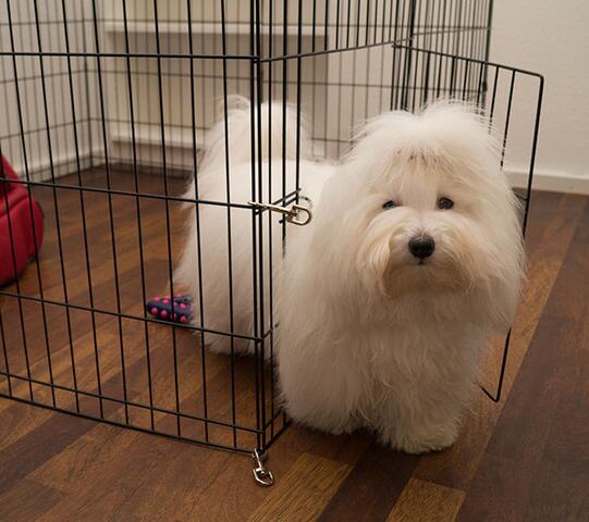 Ollipet hvalpegård | med dør