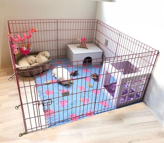 Ollipet hvalpegård | Lyserød