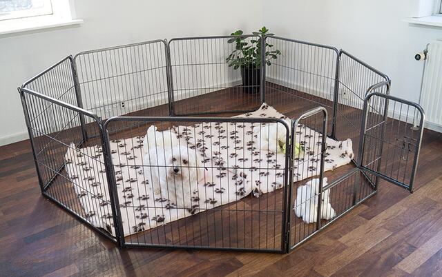 Ollipet hvalpegård i kraftig hammerlak | 8 kantet