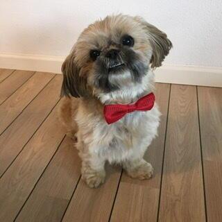 Silkebutterfly med prikker / Ollipet