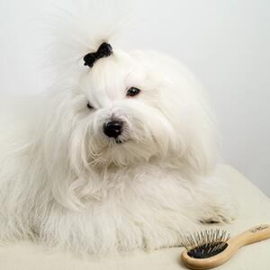 Ollipet Exclusive Tiny Miracle Brush