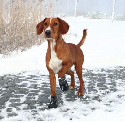 Walker Active Protective boots | hundestøvler 2 stk.