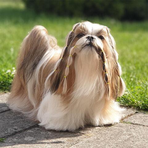 Lainee Wrap elastik | Shih Tzu Neva