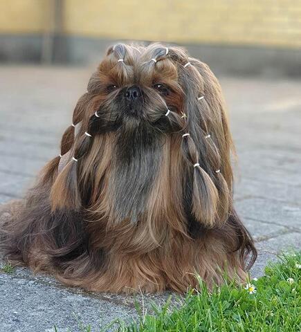 Lainee Wrap elastik på smuk Shih Tzu | cremefarvet