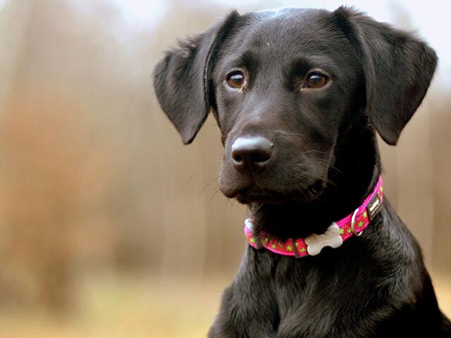 Red Dingo Lime Stars on Pink