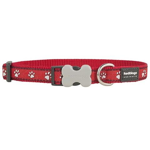 Red Dingo | White paws on red.