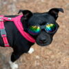 SportyDog hundesolbriller