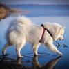 True Love Step in sele | Sort/Pink | Samoyed Aya