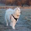 True Love Step in sele | Sort/Pink | Samoyed Aya