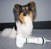 Pet Grooming Dryer | Efter grooming