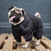 Ollipet regndragt - mops