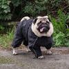 Ollipet regndragt | Mops