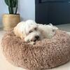 Luksus Ollipet Soft Cloud  | Kundebillede | Coton de Tulear 60 cm