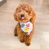 Donut Bandana til hund | Teddydog Chili | Puddel