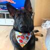 Donut Bandana til hund | Codythehousewolf | Schæferhund