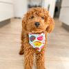 Donut Bandana til hund | Teddydog Chili | Puddel