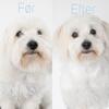Ensiddet effilersaks | Fishbone|
Coton de Tulear klippet med Rosella no.2