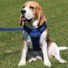 True Love Explosion Proof | Hundesele → Royal Blue | Beagle str. X-large