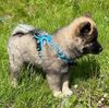 True Love Explosion Proof |Koda 11 uger → Eurasier hvalp Str. Small