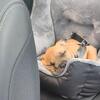 LUKSUS Auto Sitz | Hector Fransk Bulldog