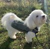 Vinterdækken DogLem - Coton de Tulear str. S