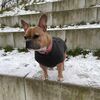 Hundesweater Malmø |HUNTER