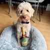 Plys Champagneflaske hundelegetøj I Medium