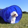 Ollipet Agility Tunnel I Sally i størrelse medium I 60x500cm