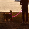 Hundesnor med LED-lys | Genopladelig