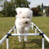 Ollipet DogFit Agility Serie Ladder | Sally var vild med den
