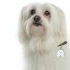 My Family | Hundetegn Malteser eller Coton De Tulear