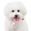 My Family | Hundetegn Bichon Fricé