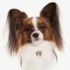 My Family | Hundetegn Papillon